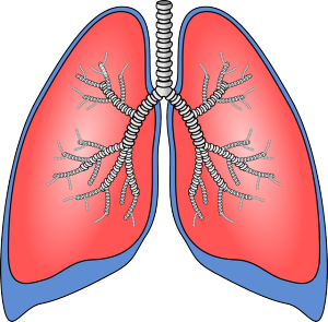 płuca a tlen